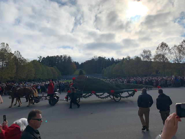 Biltmore Tree